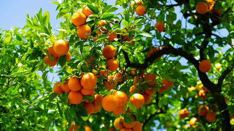 izmir_gumuldur_mandalina_festivali